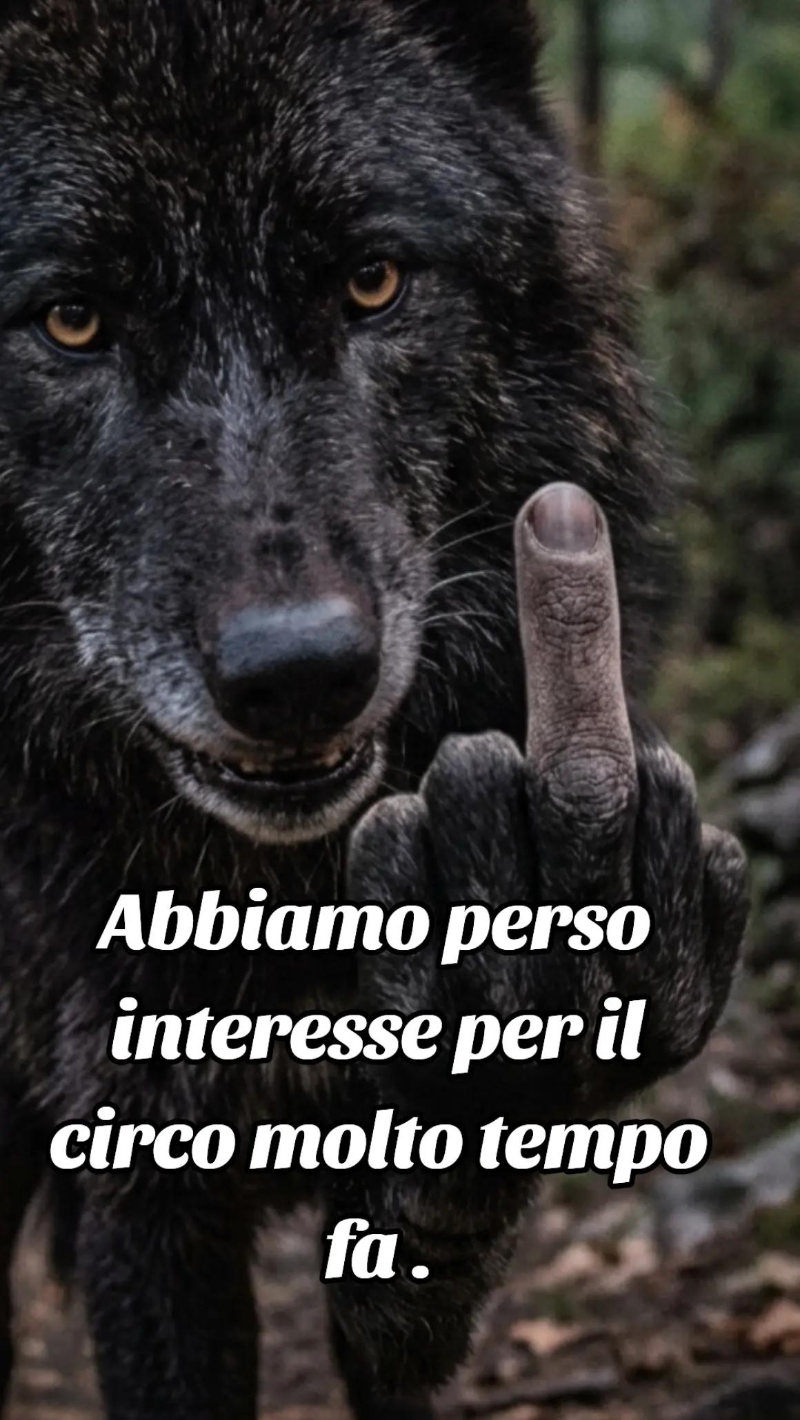@🐺🗽Crazy Wolf.