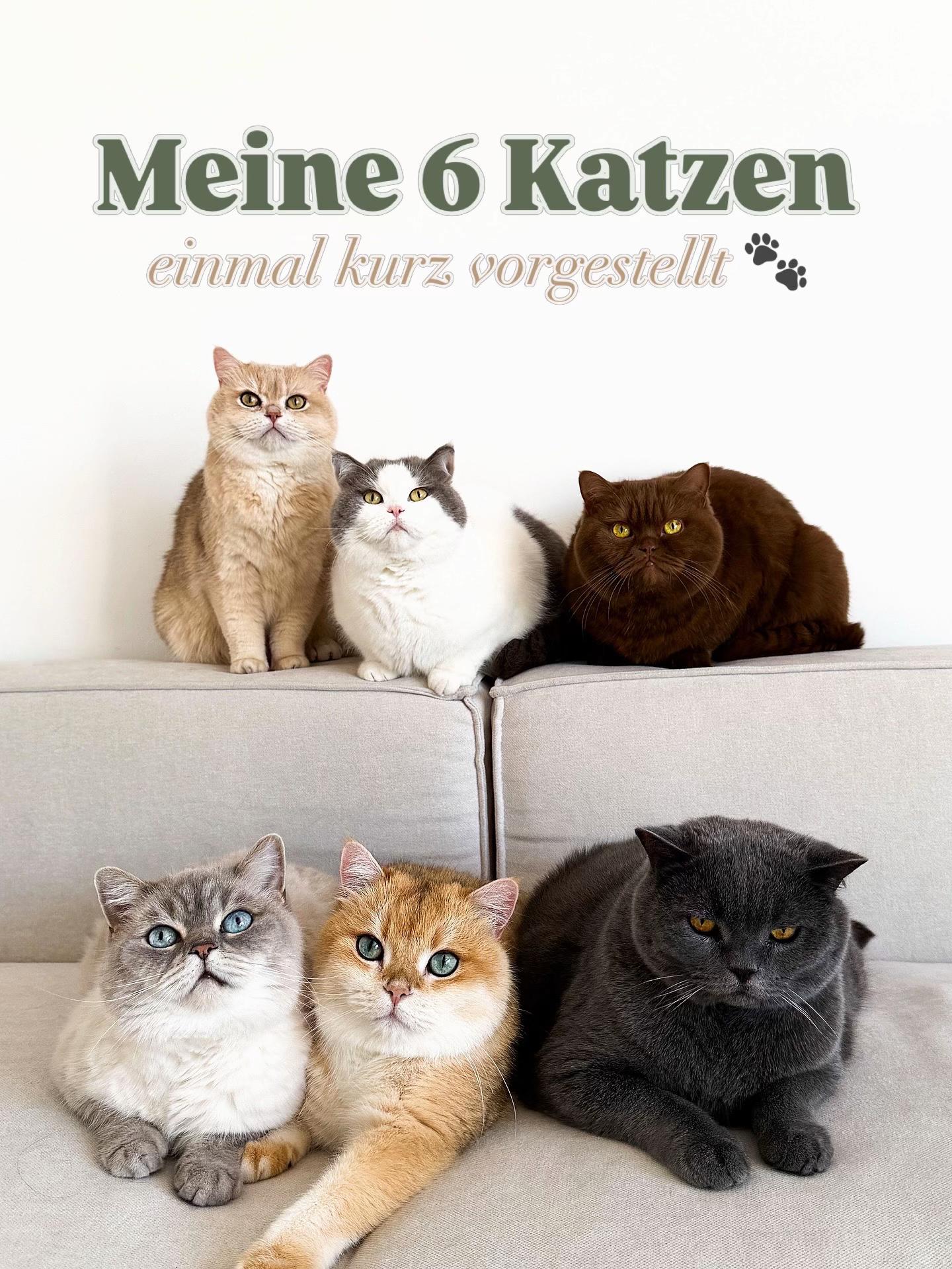 @Sinascolorcats