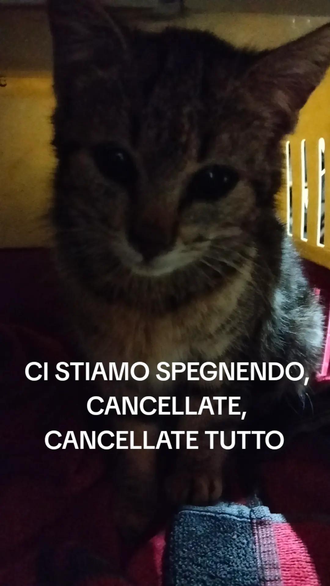 @Elisa Esposito