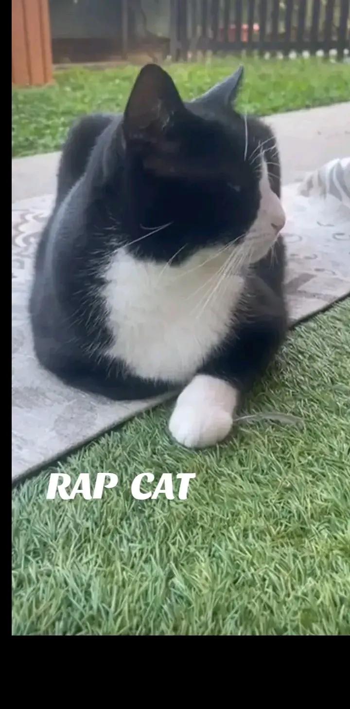 @RAP CAT