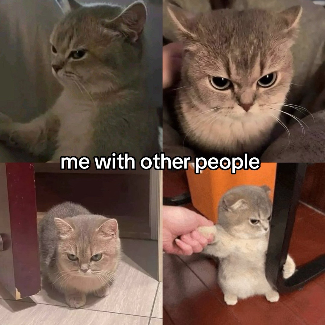 @Cat Memes