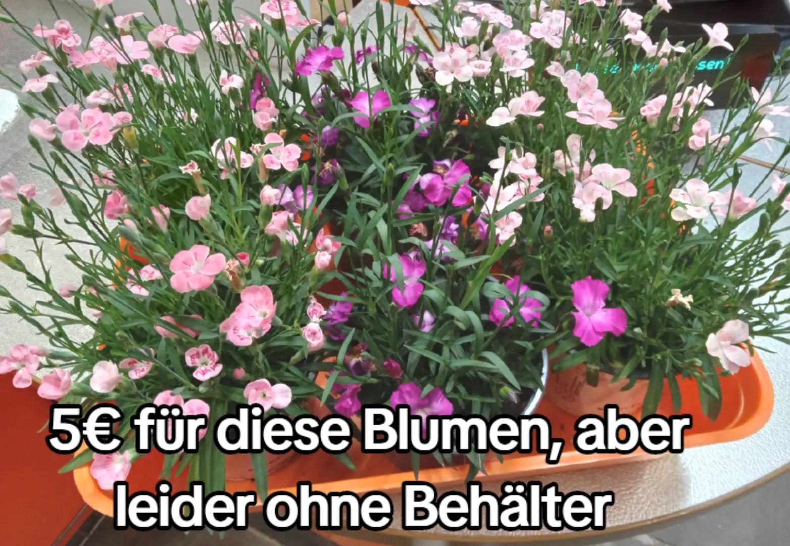 @jacquelineb528🇩🇪🇭🇺💛