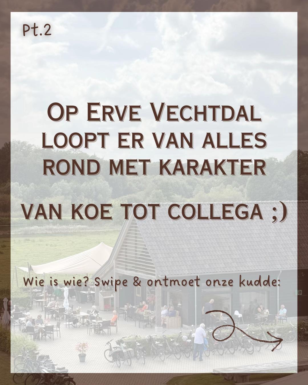@Erve Vechtdal Koe Safari