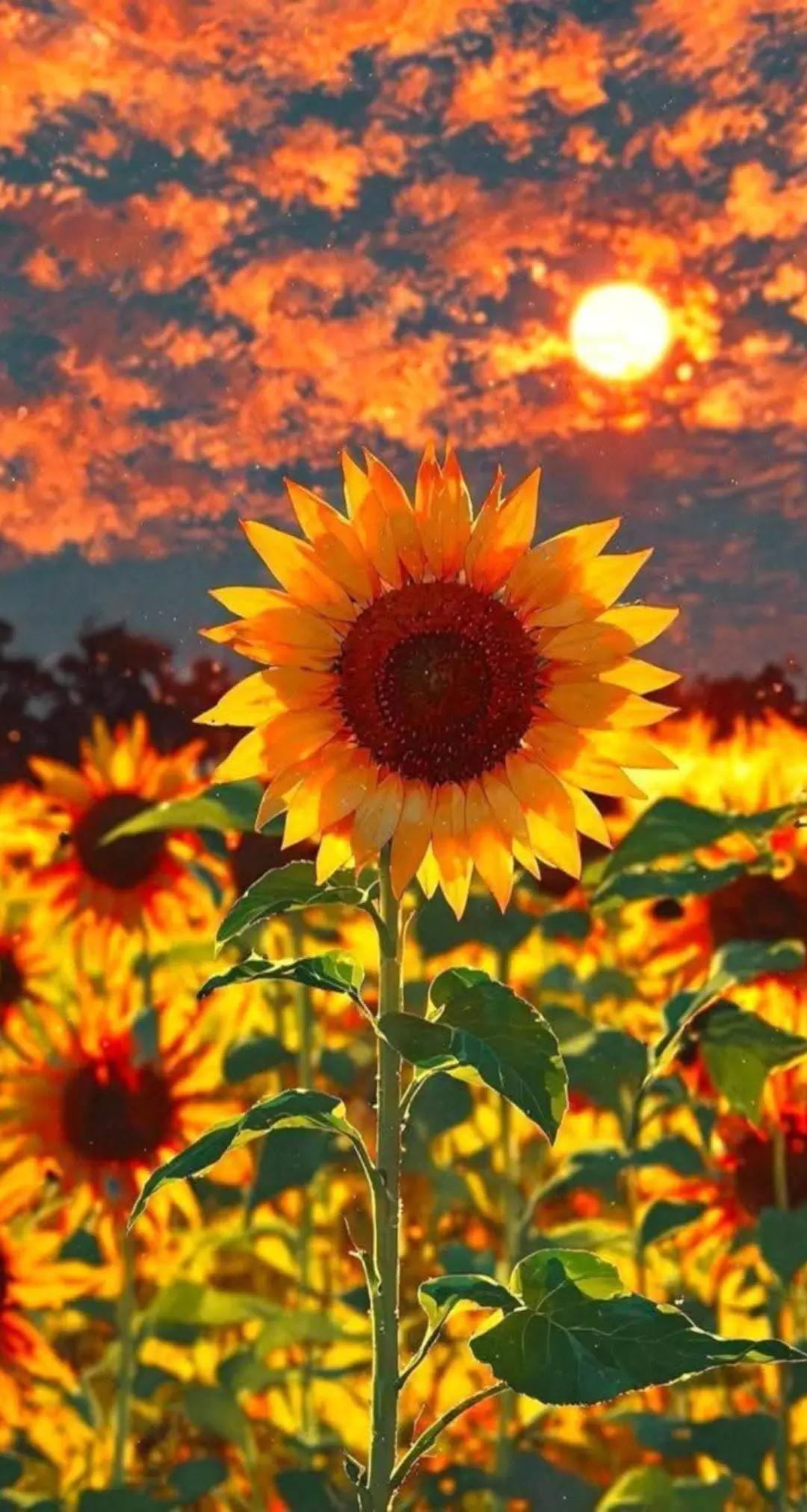 @🌻🦋✨Carmen C🫶