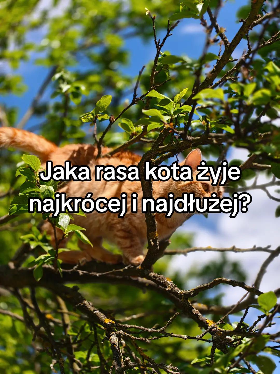 @KochamKurki❤️🐔