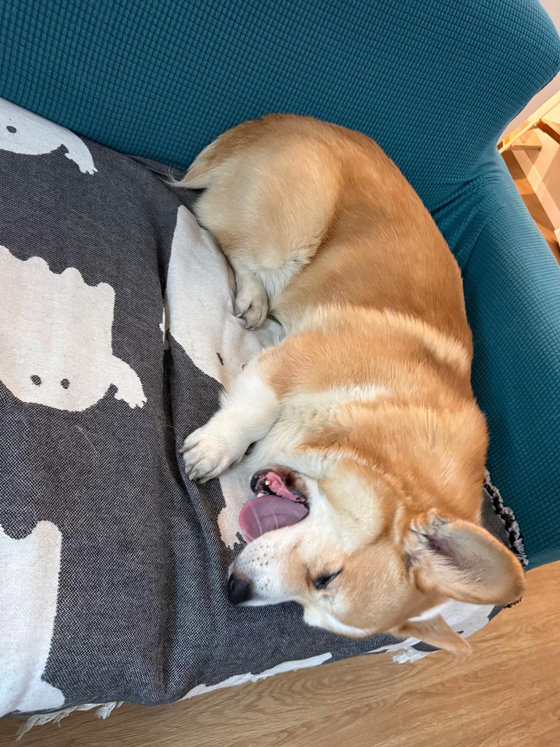 @Cheddar the Corgi