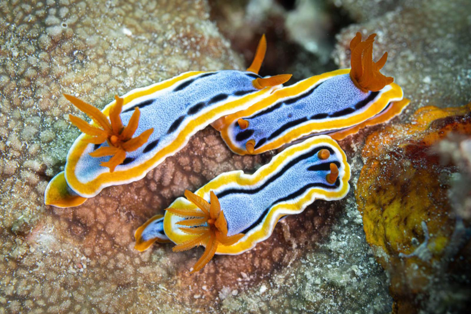 @Diving Tips and Stories