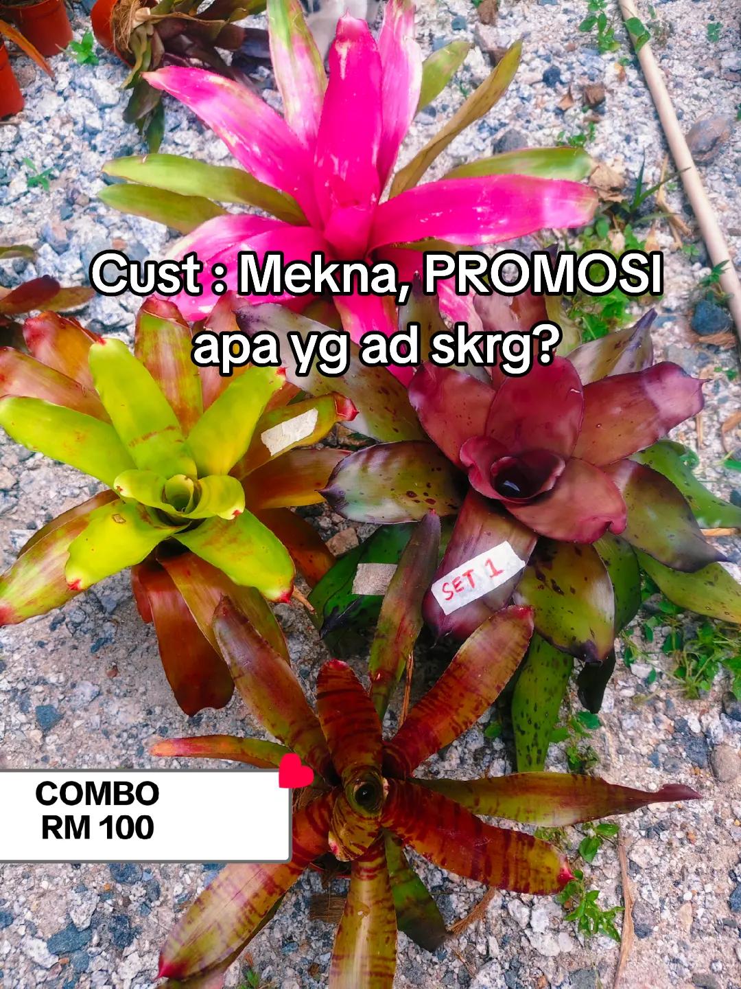@MEKNA Garden