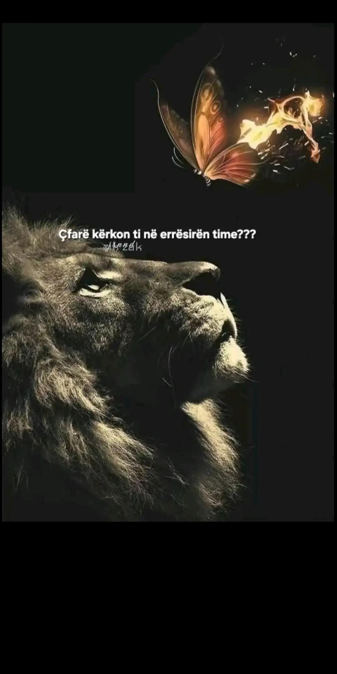 @zik zak