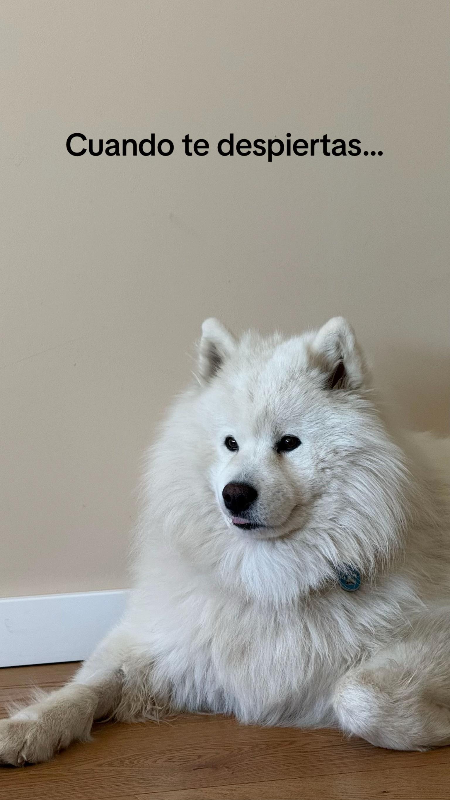 @Milo_theSamoyed