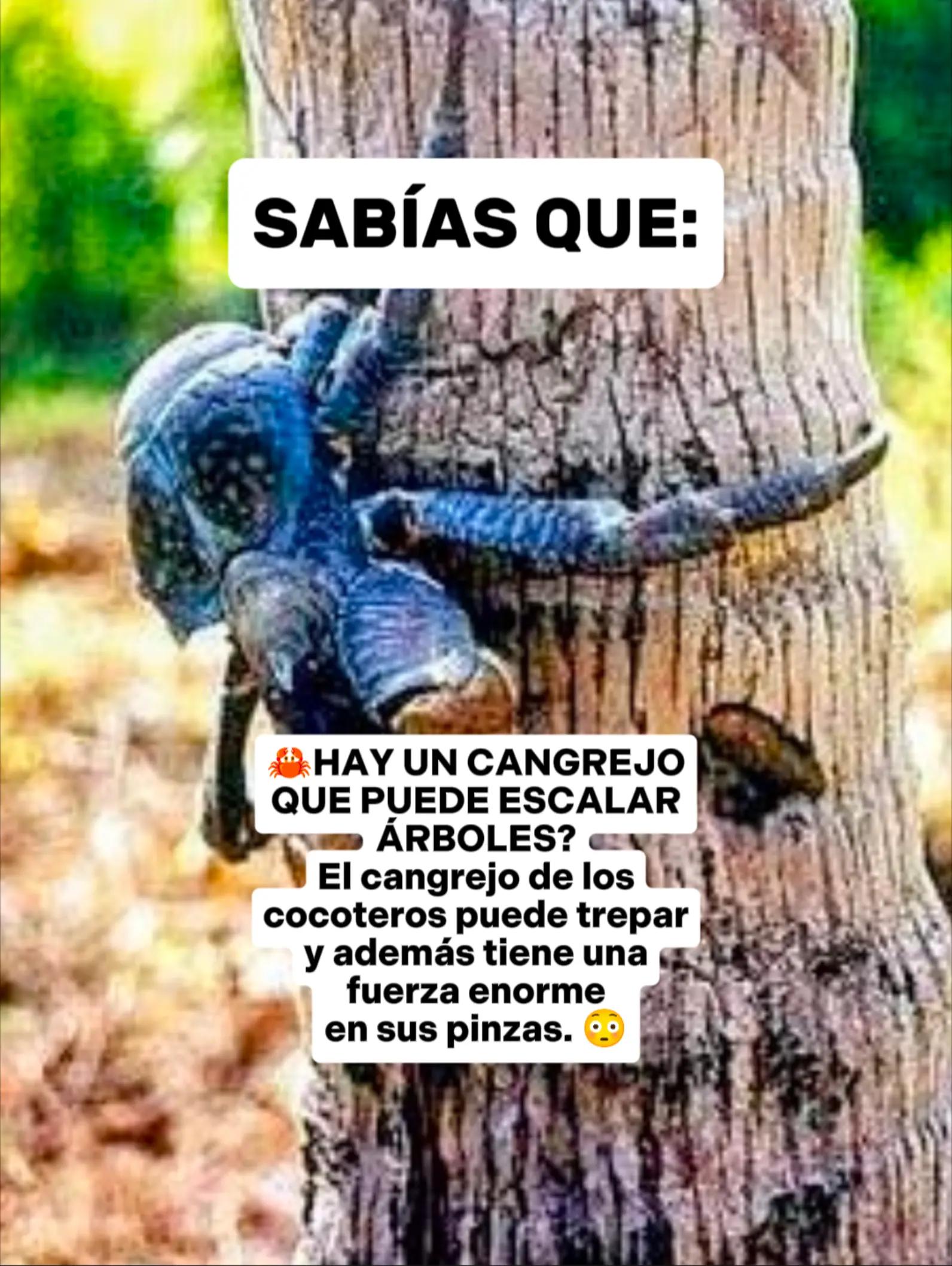 @CLUB DE ANIMALES