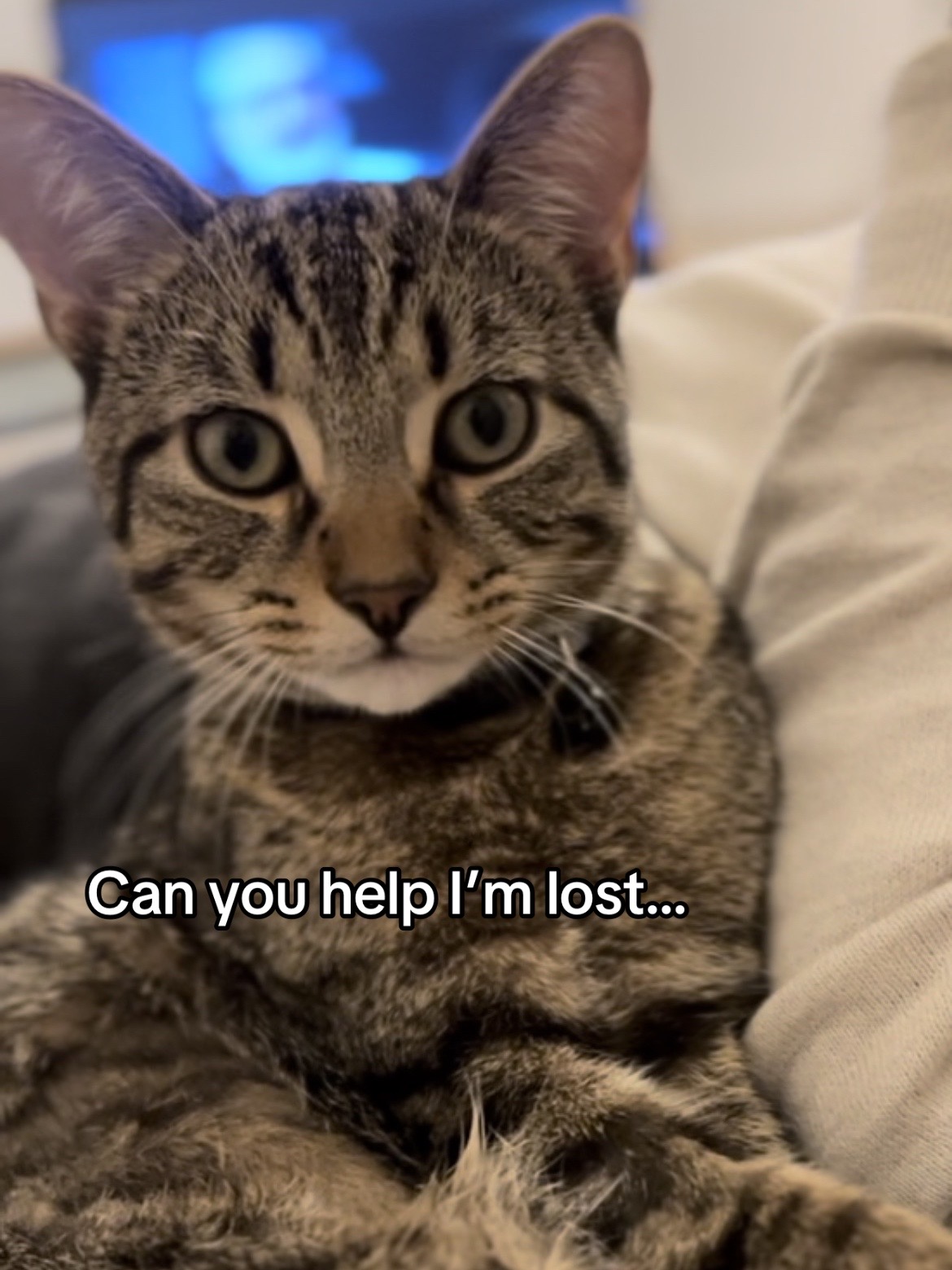 @Haadi 🐱