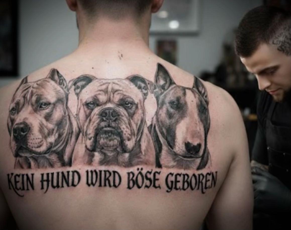 @daxter_the_bulldog