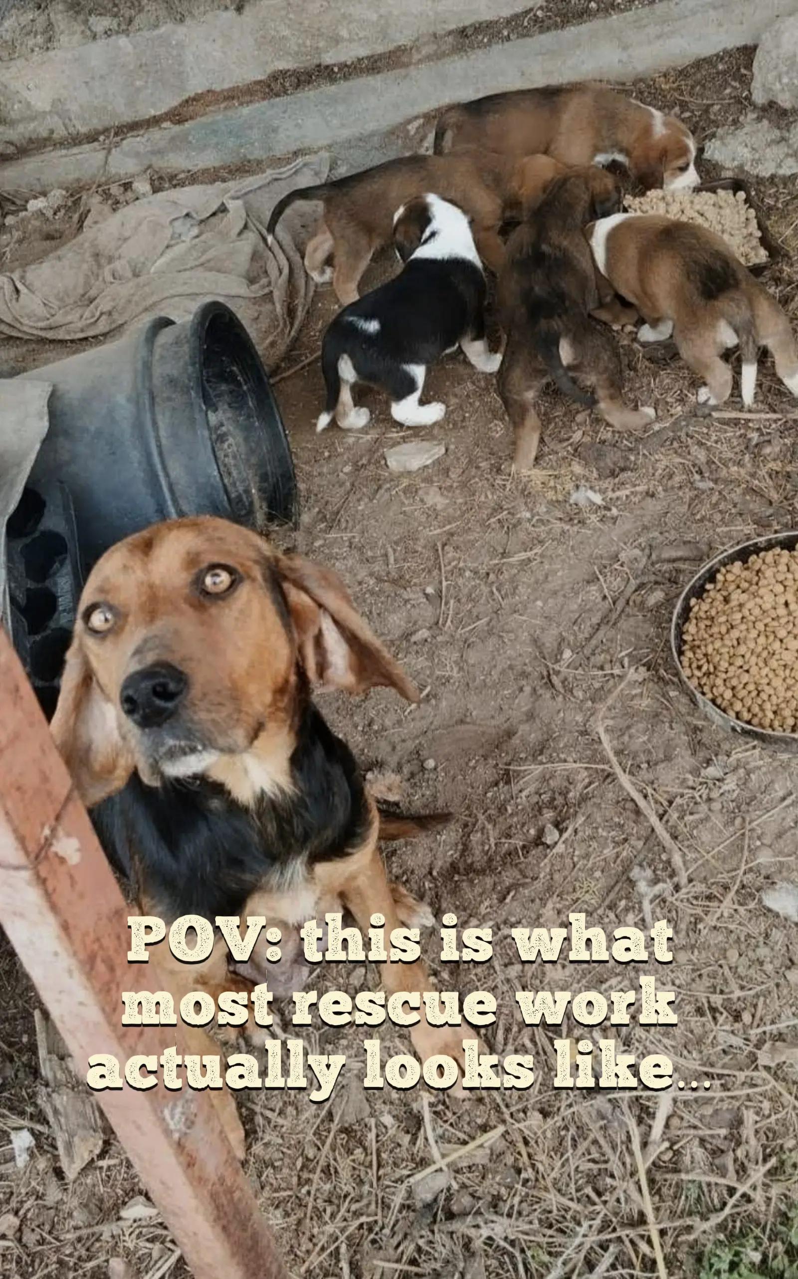 @Greek Animal Rescue