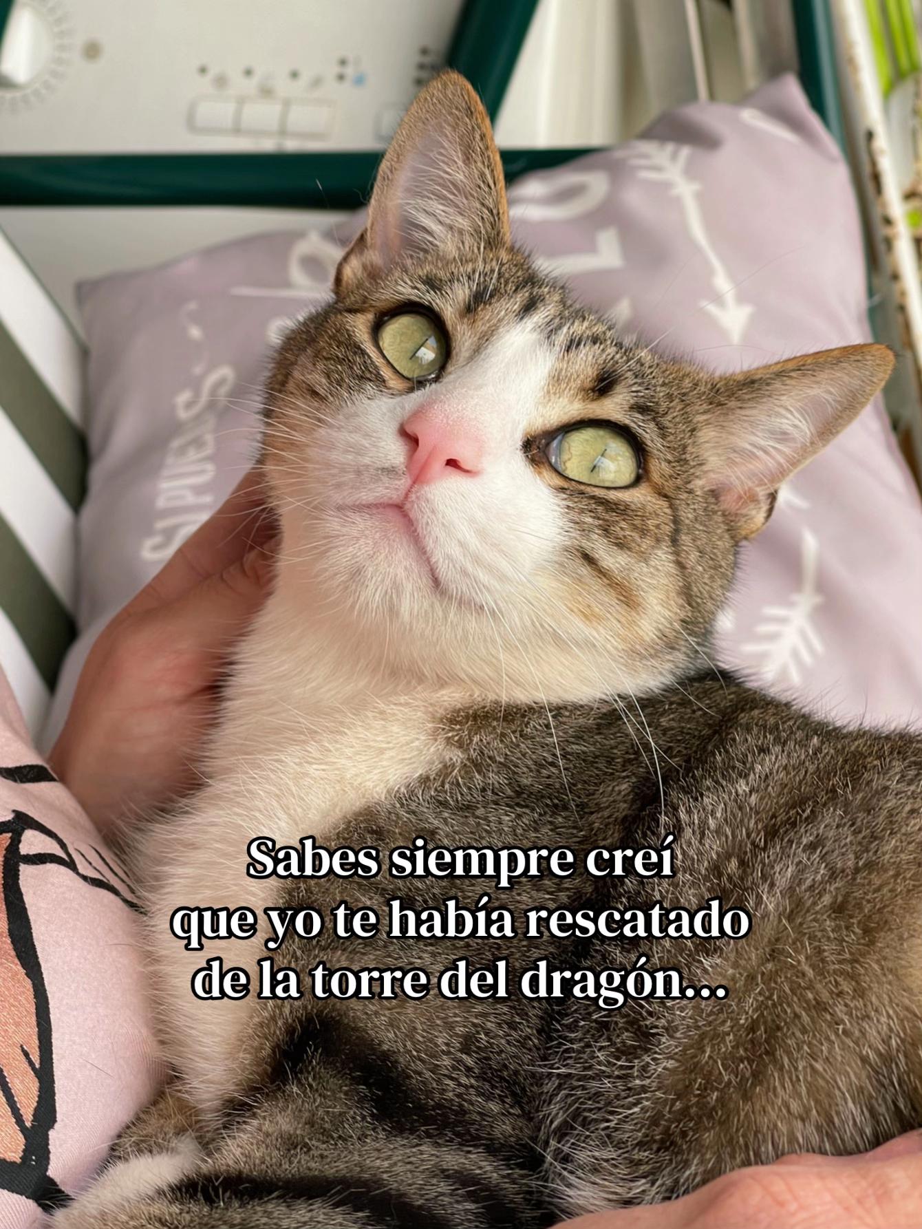 @Gatitos Gatetes