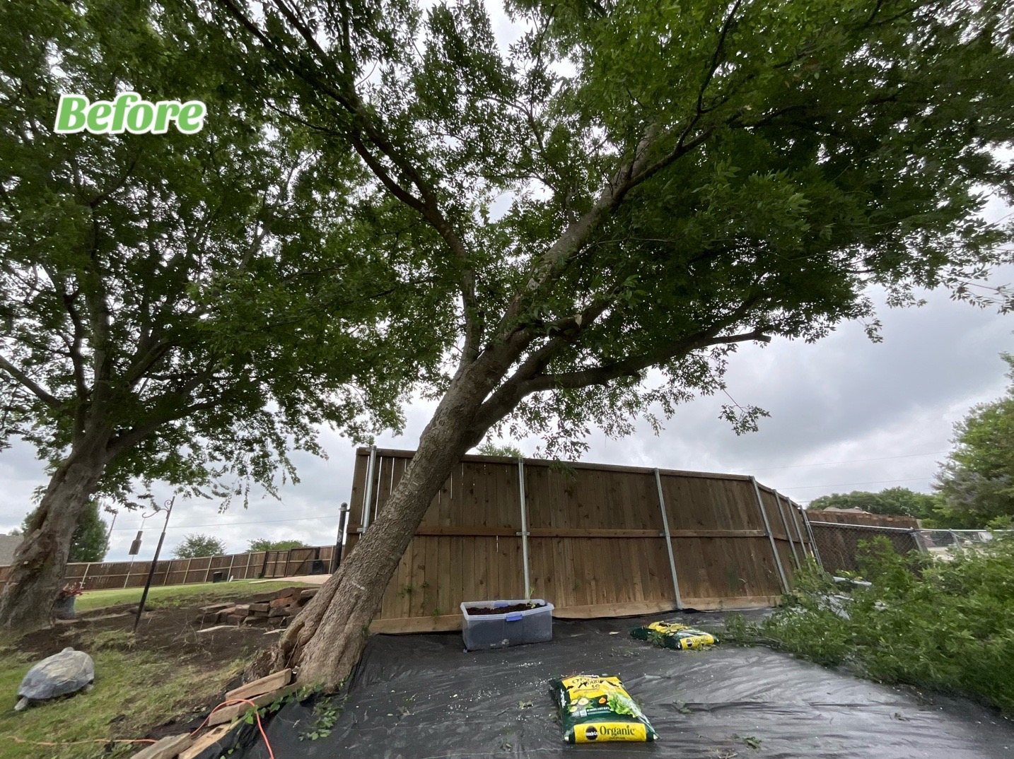 @Live Oak Tree Service