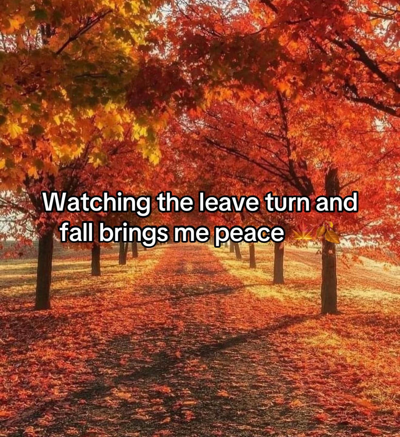 @Cosyseasonglory🍂🎃🎄