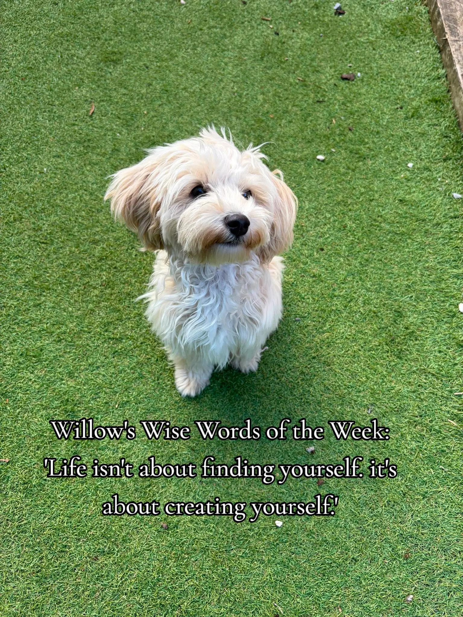 @Willow✨️
