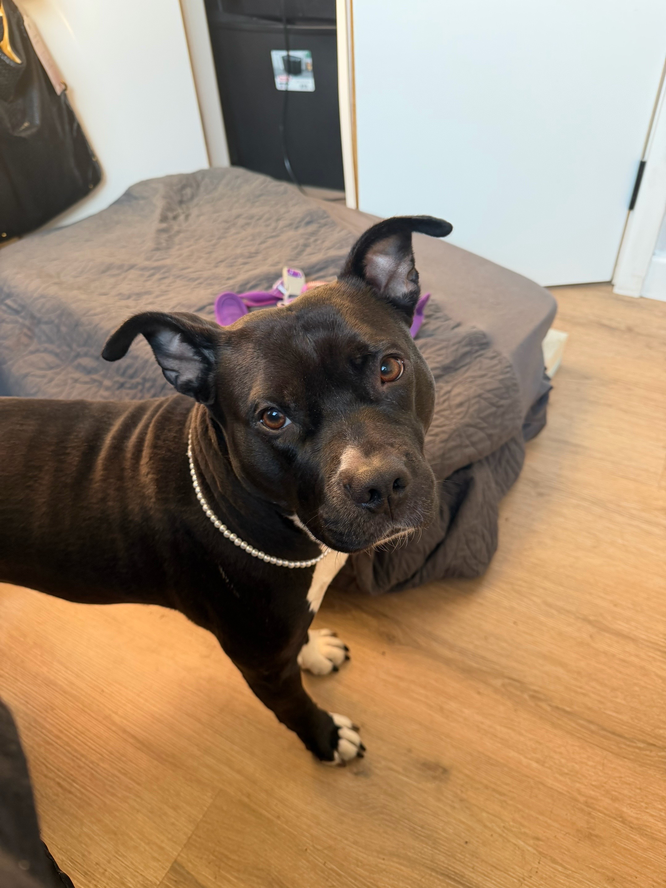 @Nyla.da.Staffy