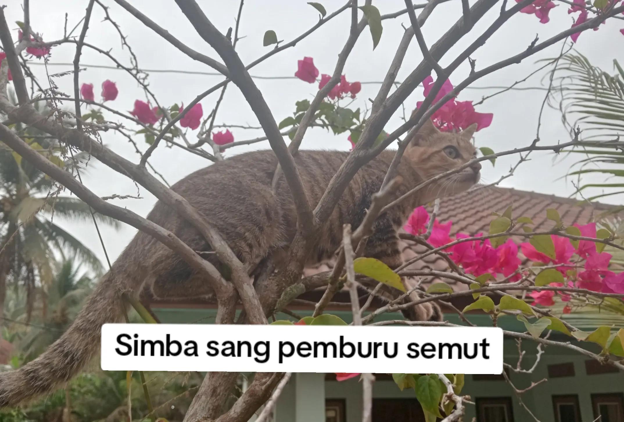 @Lina herlina