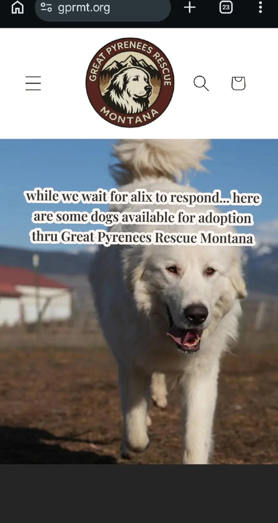 @EllenRescuesPyrs