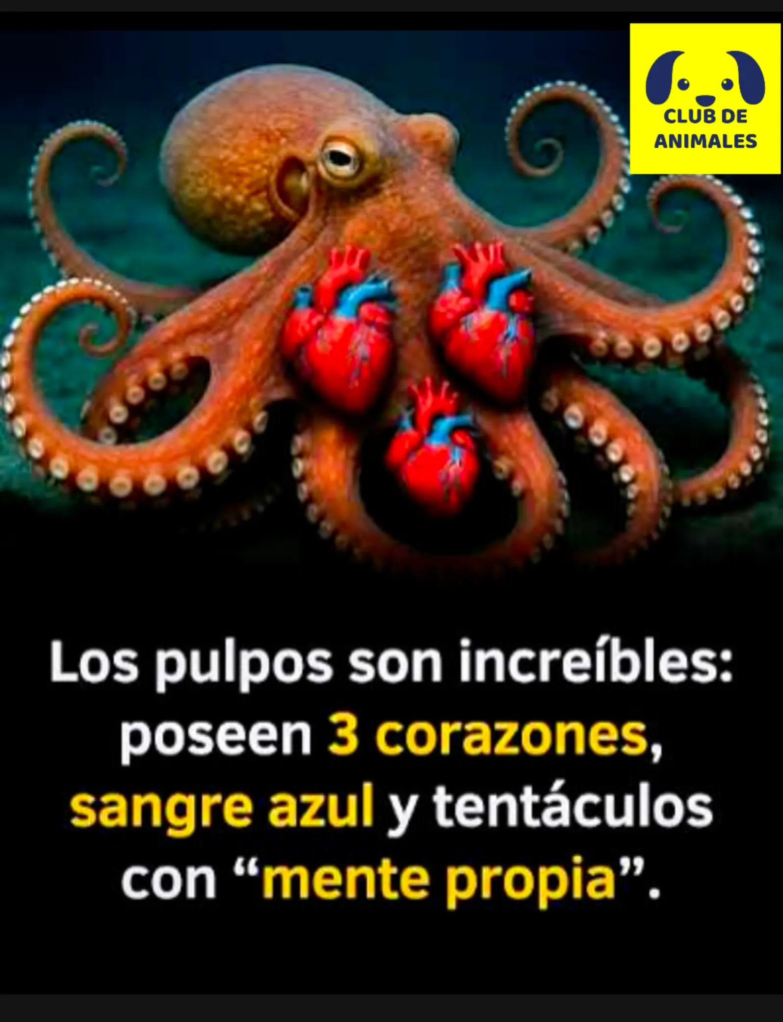 @CLUB DE ANIMALES