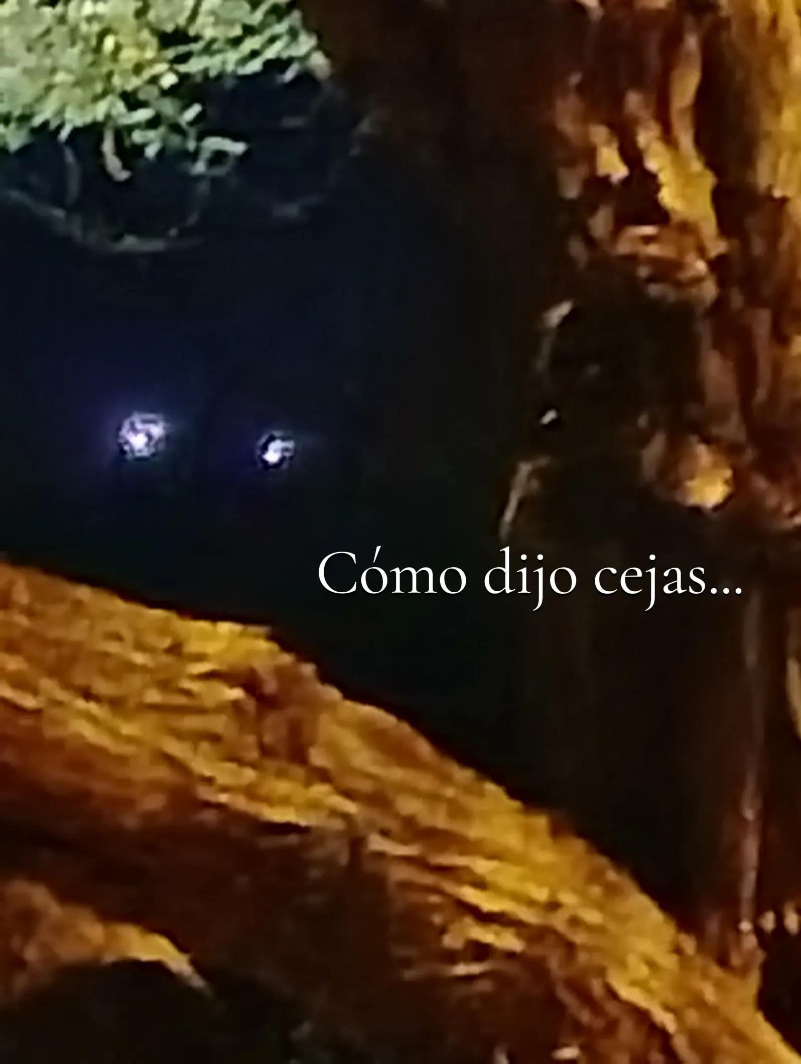 @🕷.