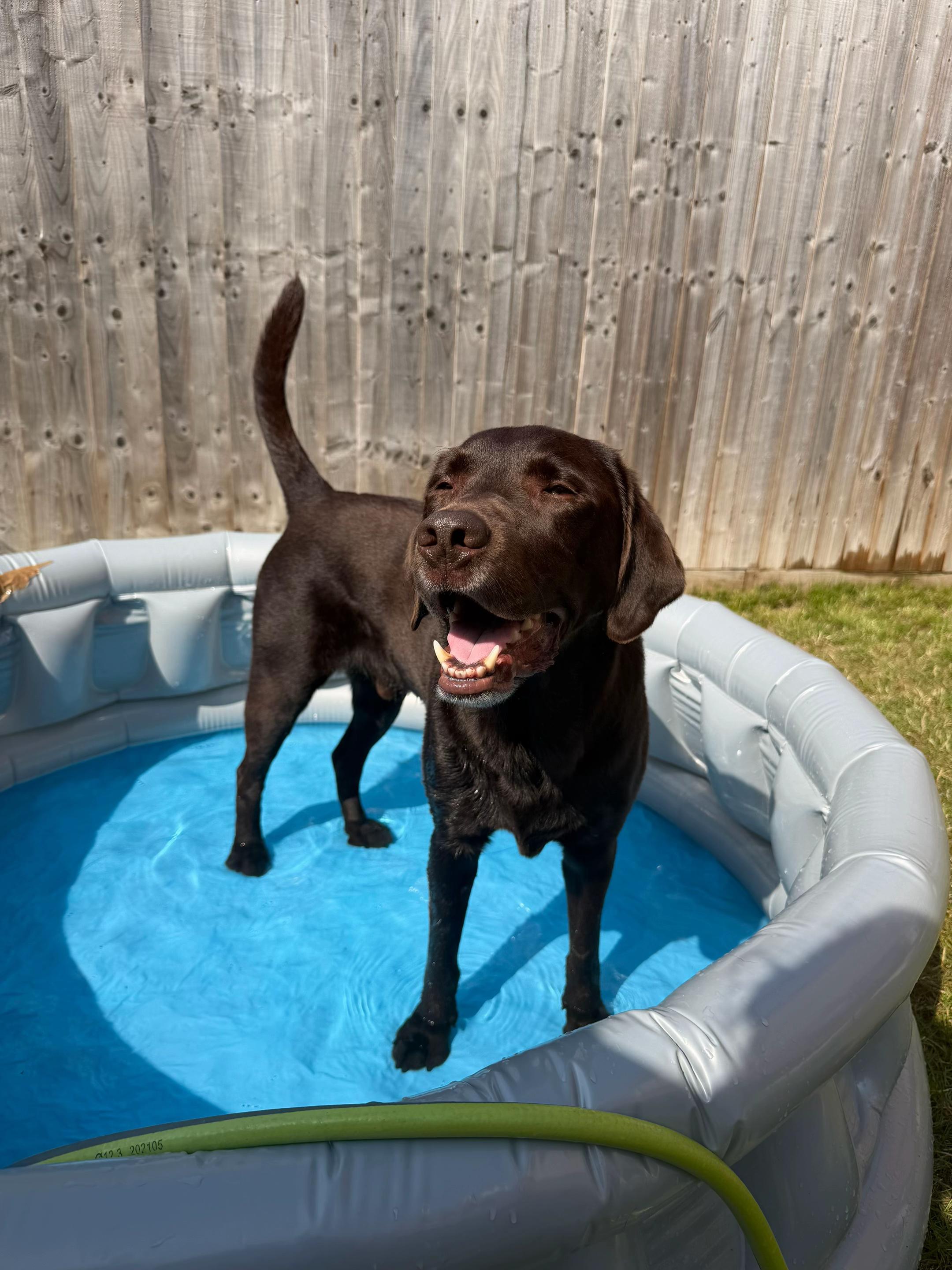 @The Labrador Buddy