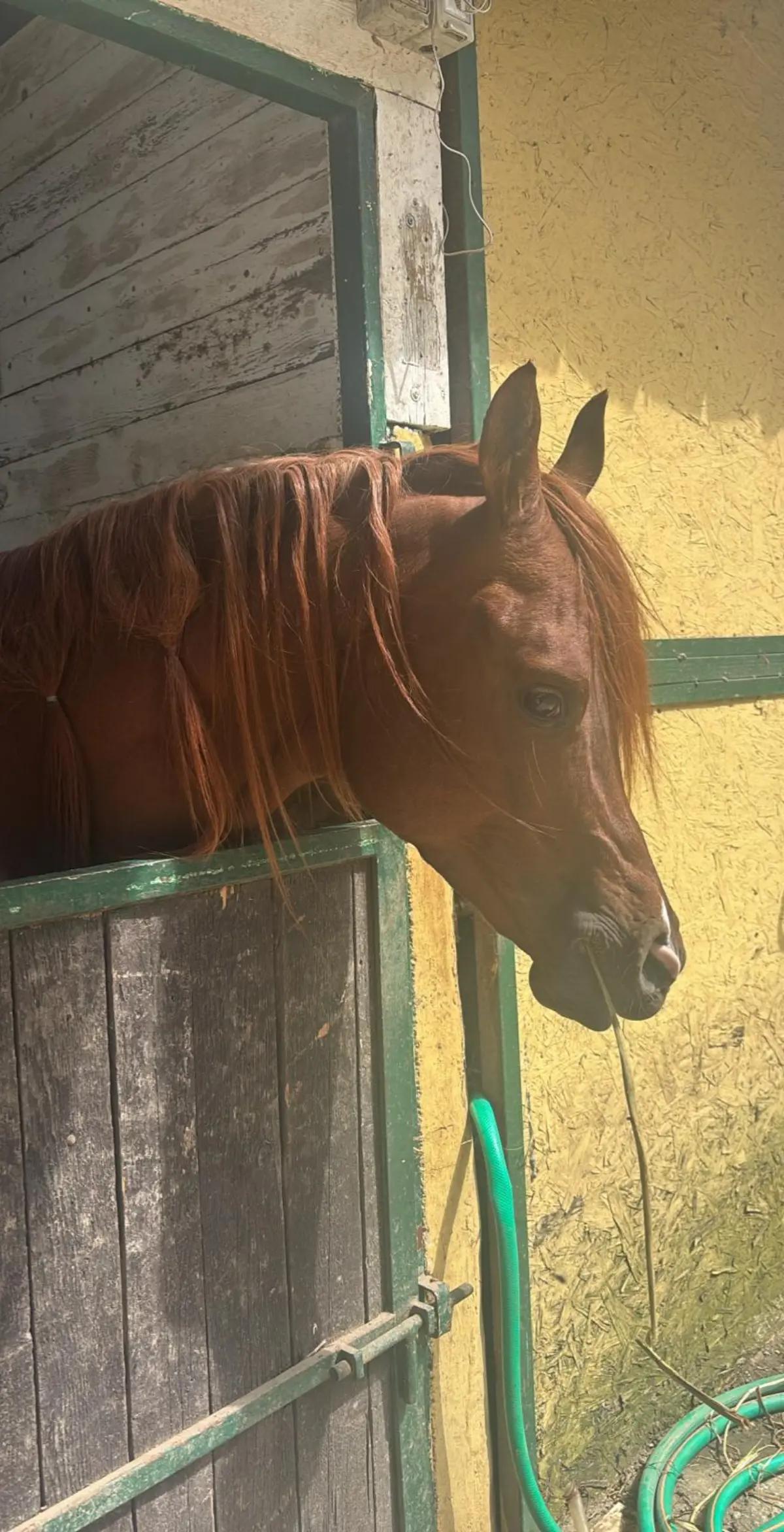 @scuderia vernagallo🐎 Palermo