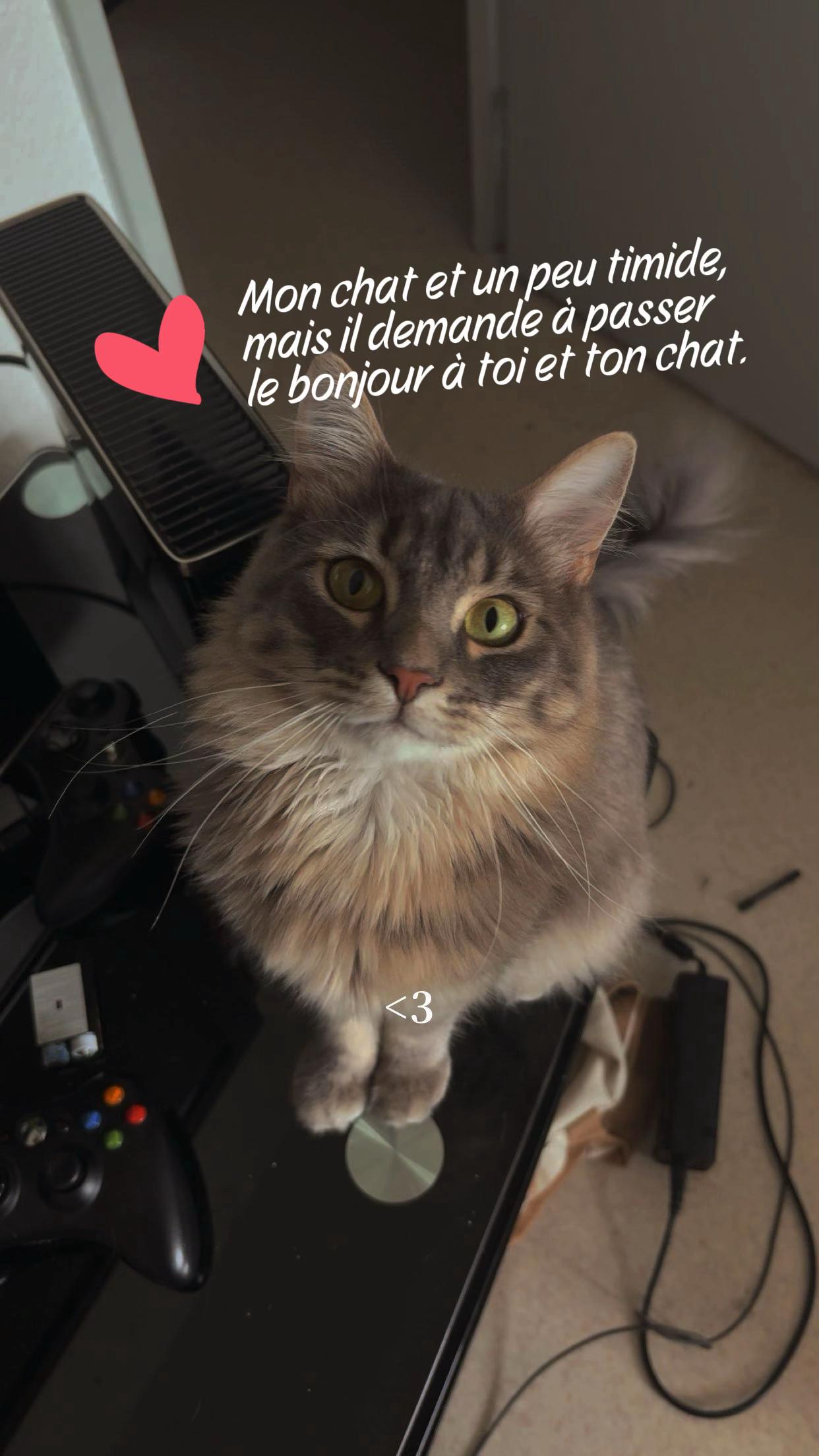 @Had&egrave;s & Zeus 🐱⚡️
