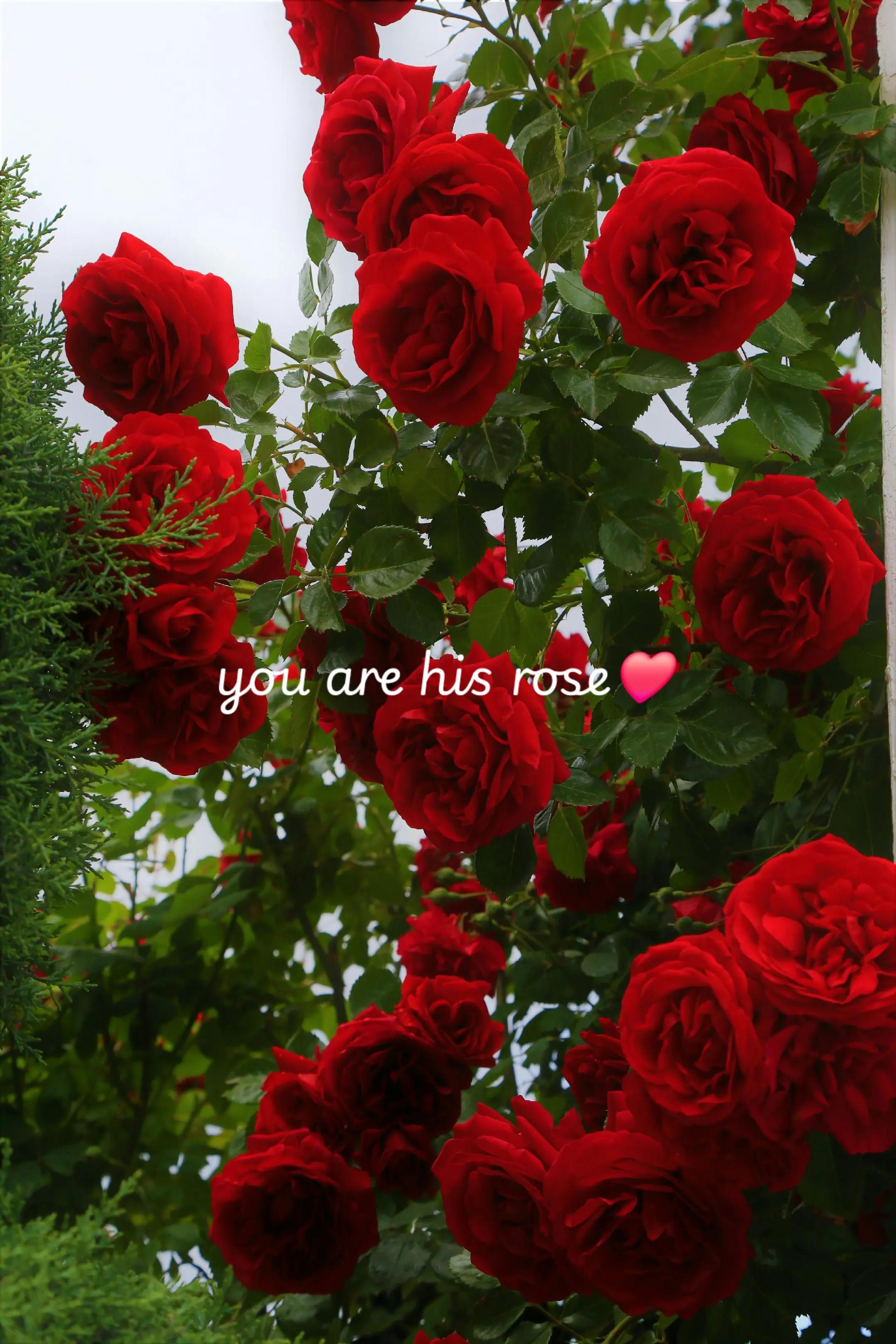 @Adrianna