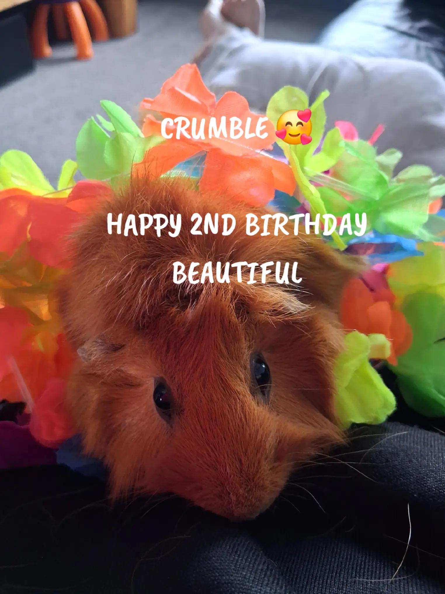 @๐ฆ์๋ ์์-Alecia