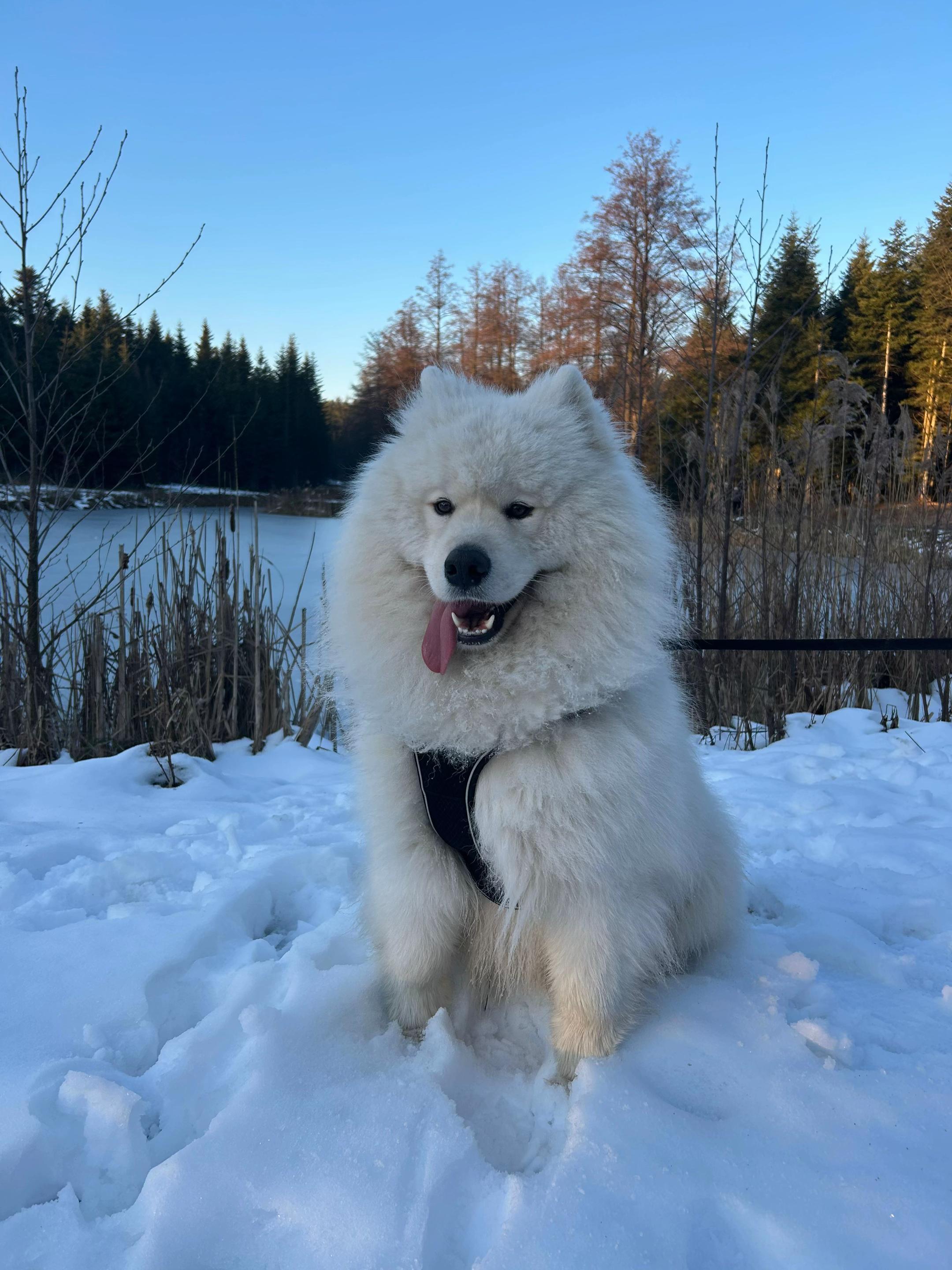 @Samoyed.Kokos