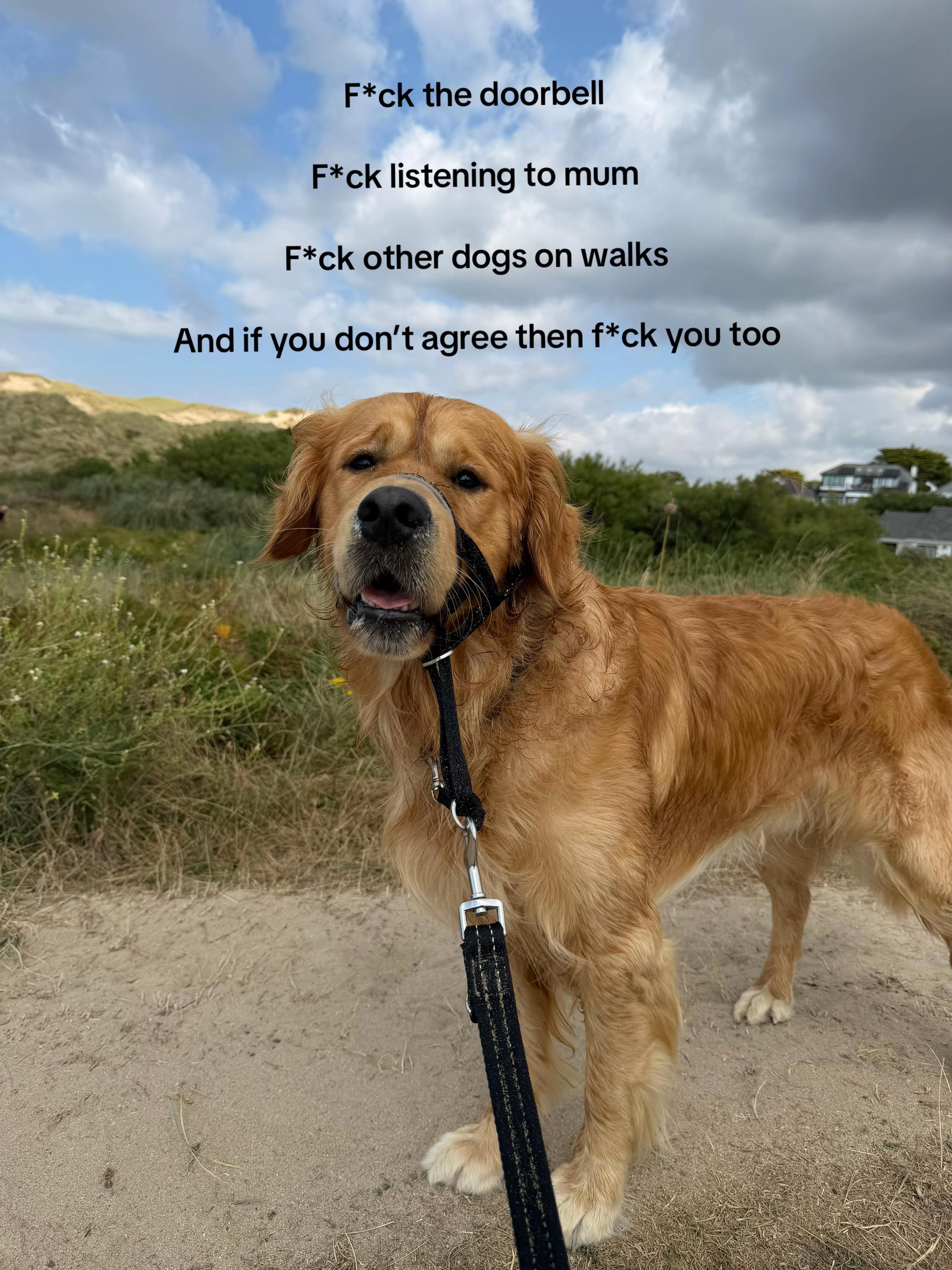 @Joey The Golden