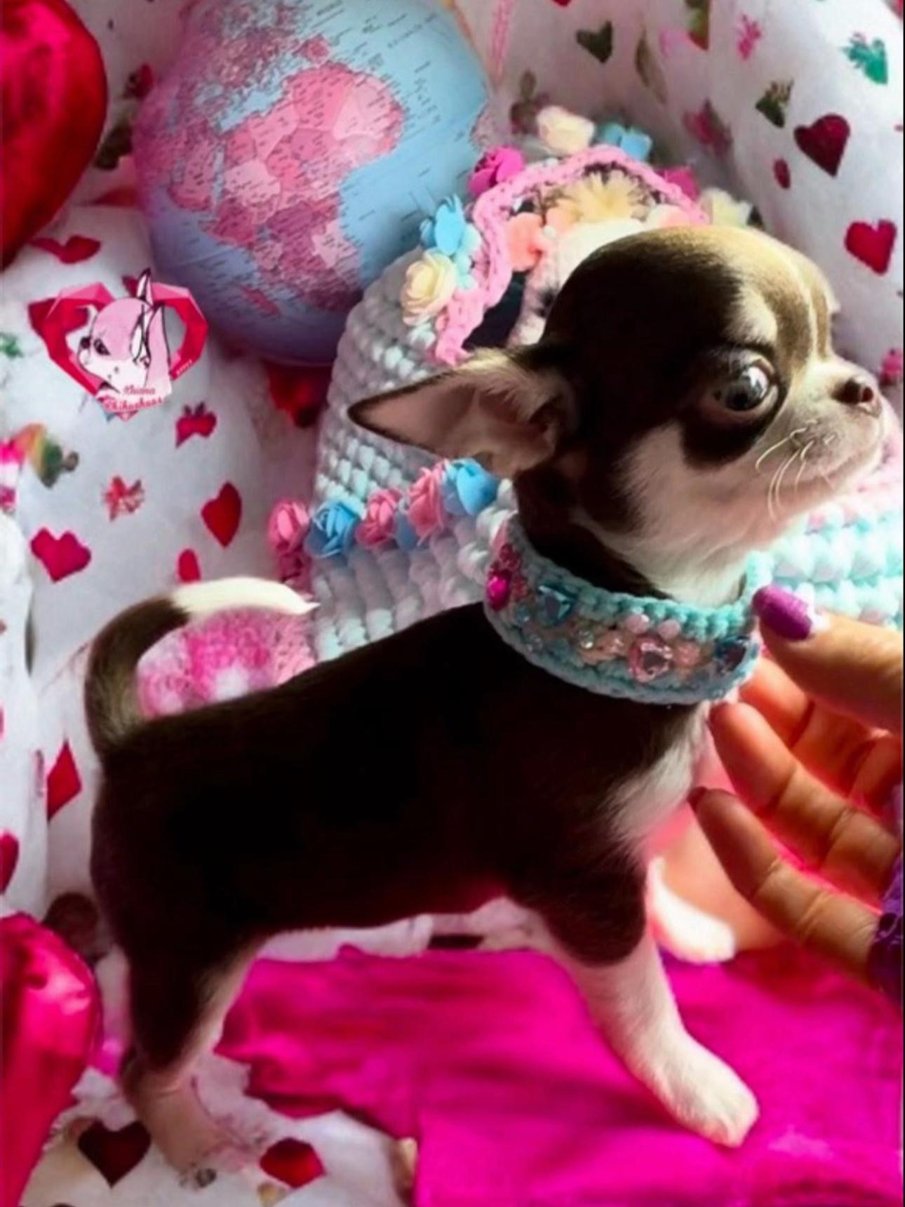 @Xhiana Chihuahuas. 🇪🇸