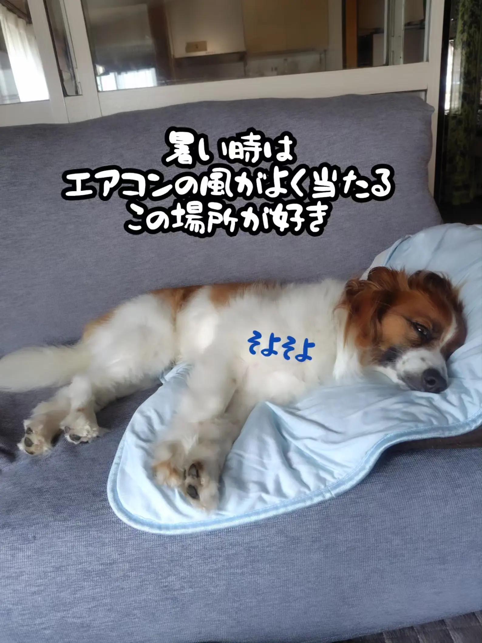 @デカパピひまわり君