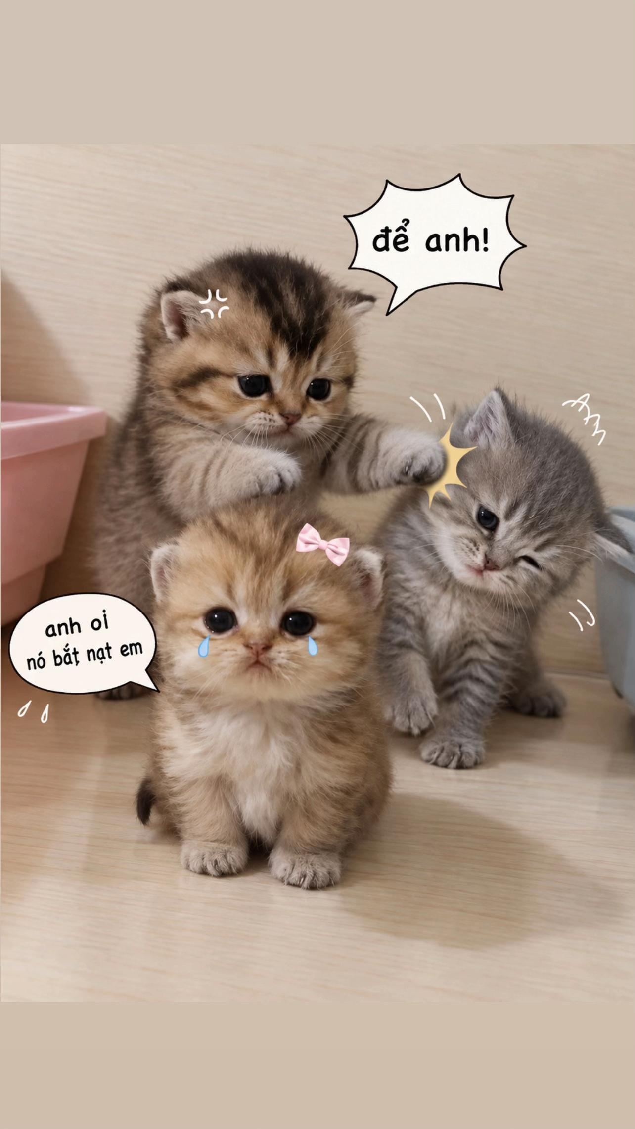 @Th&aacute;i Tử Gia Bắc Gấu