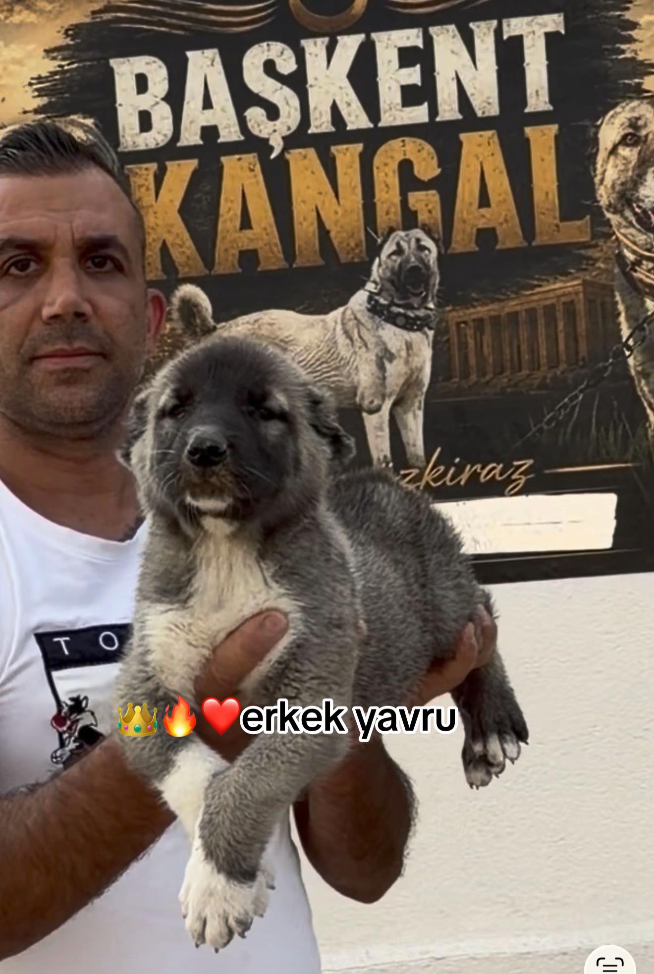@kangalcı serkan