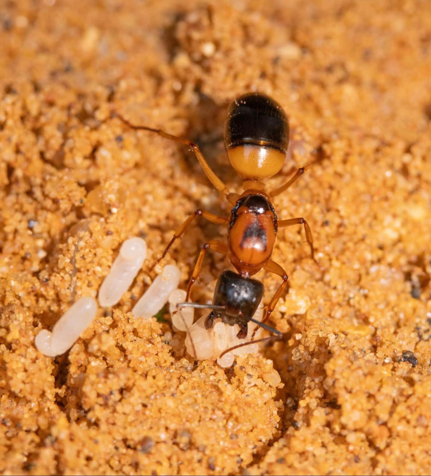 @antshq