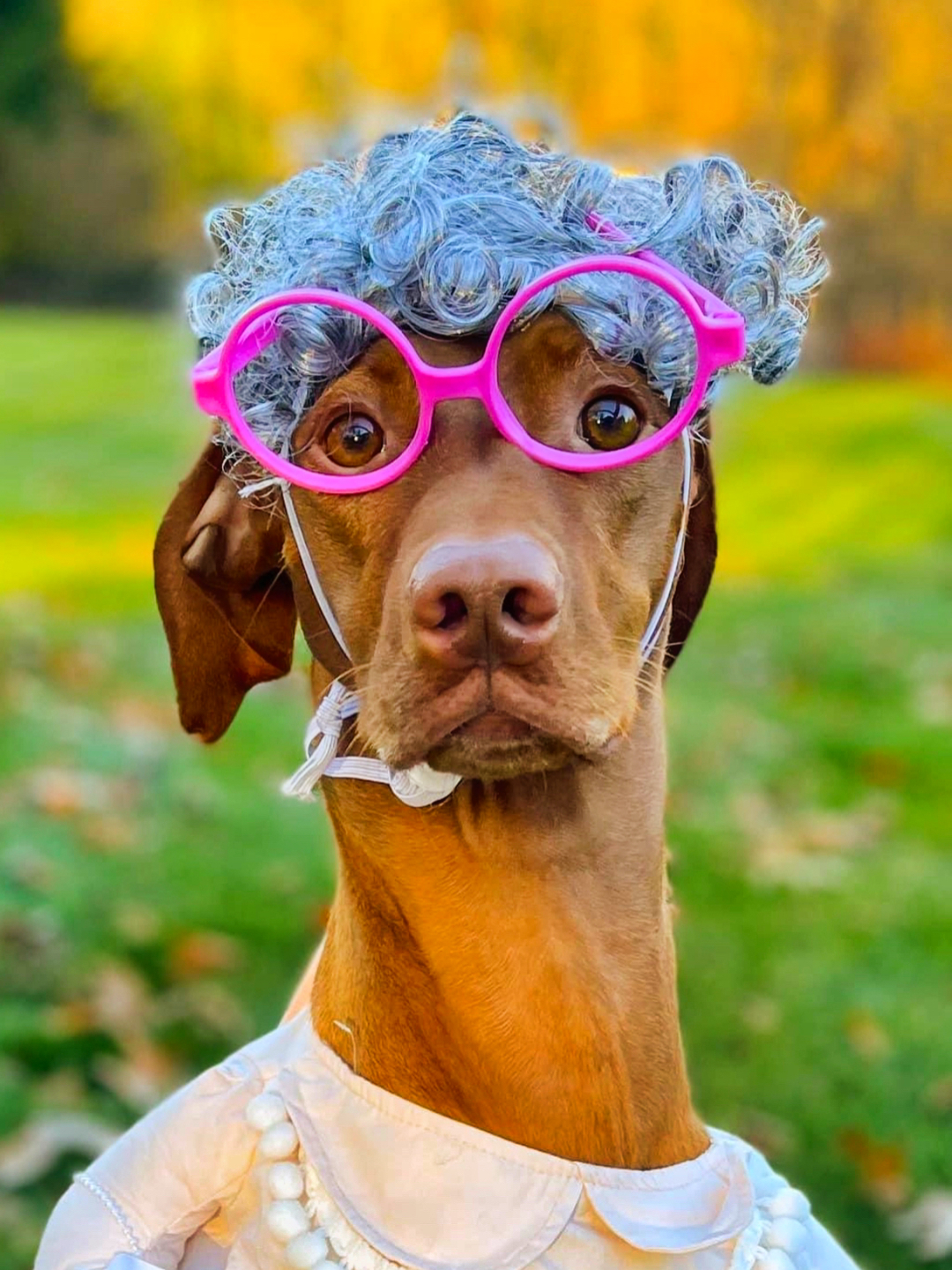 @Brookie The Vizsla