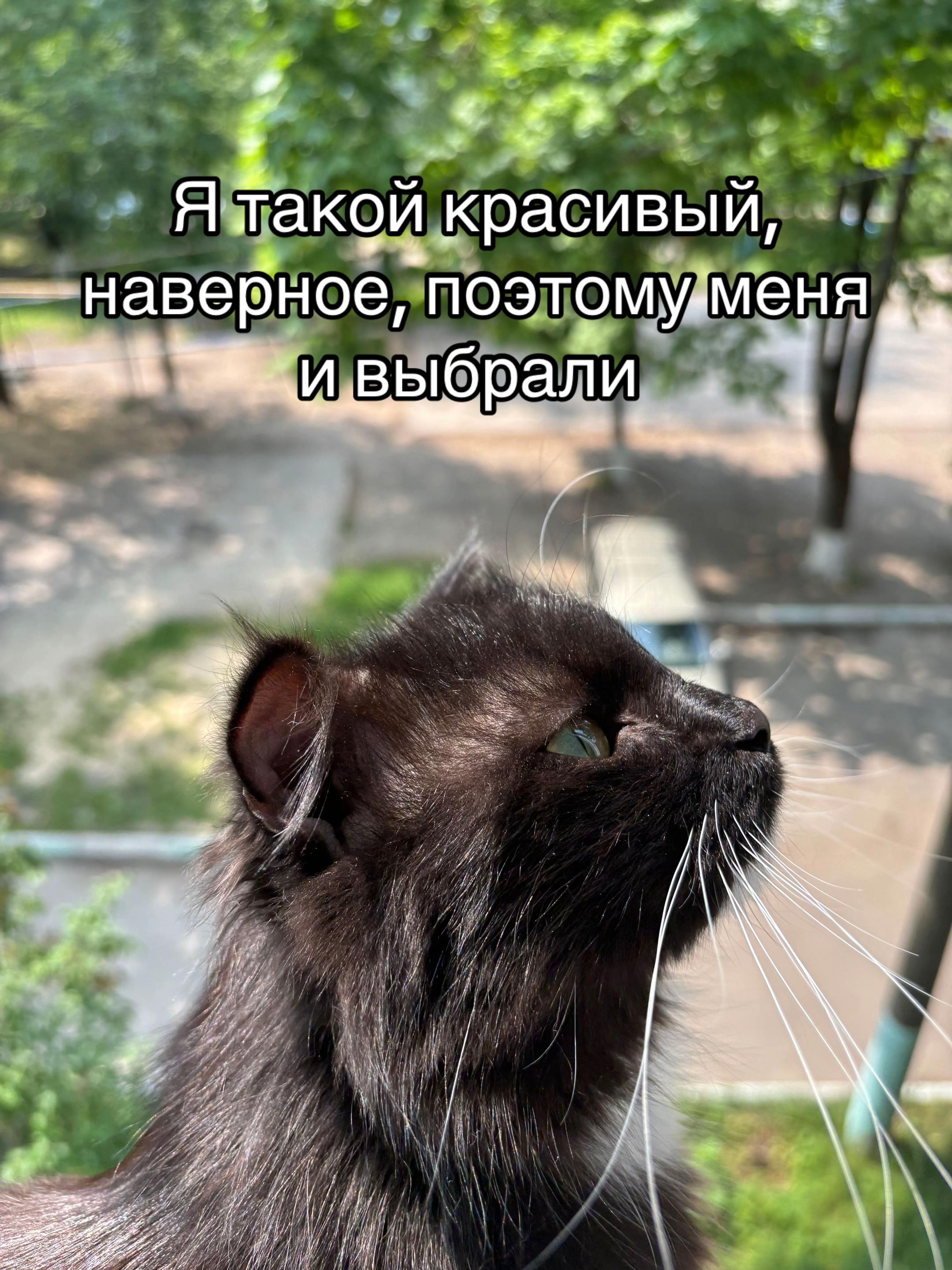@аниксер