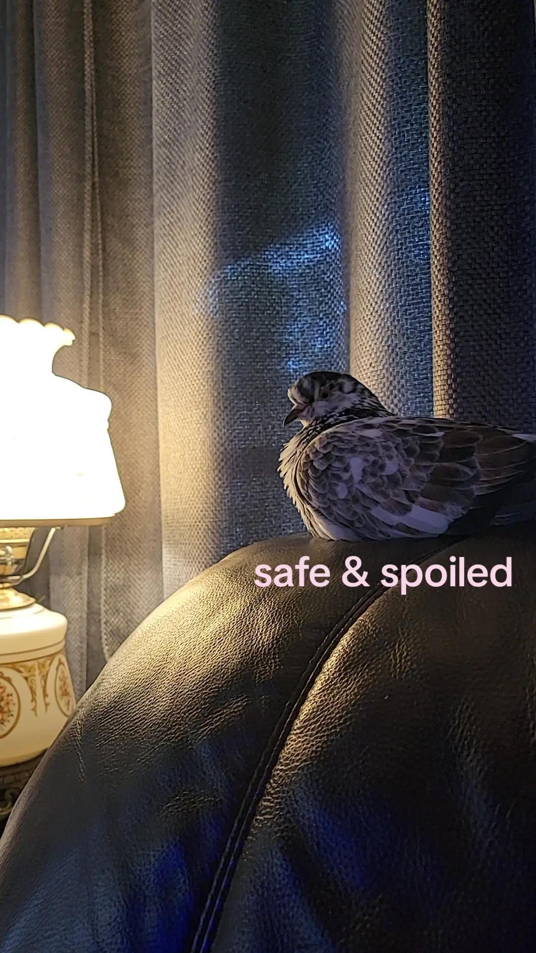 @prettypigeon