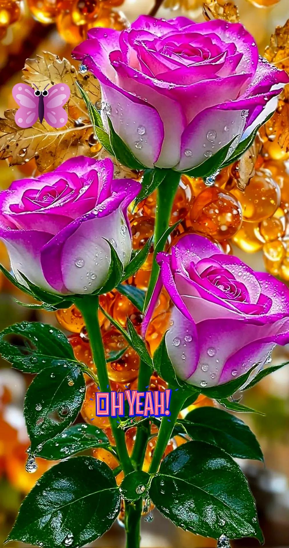 @🌹Moni🌹