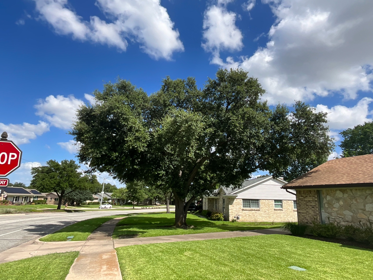 @Live Oak Tree Service