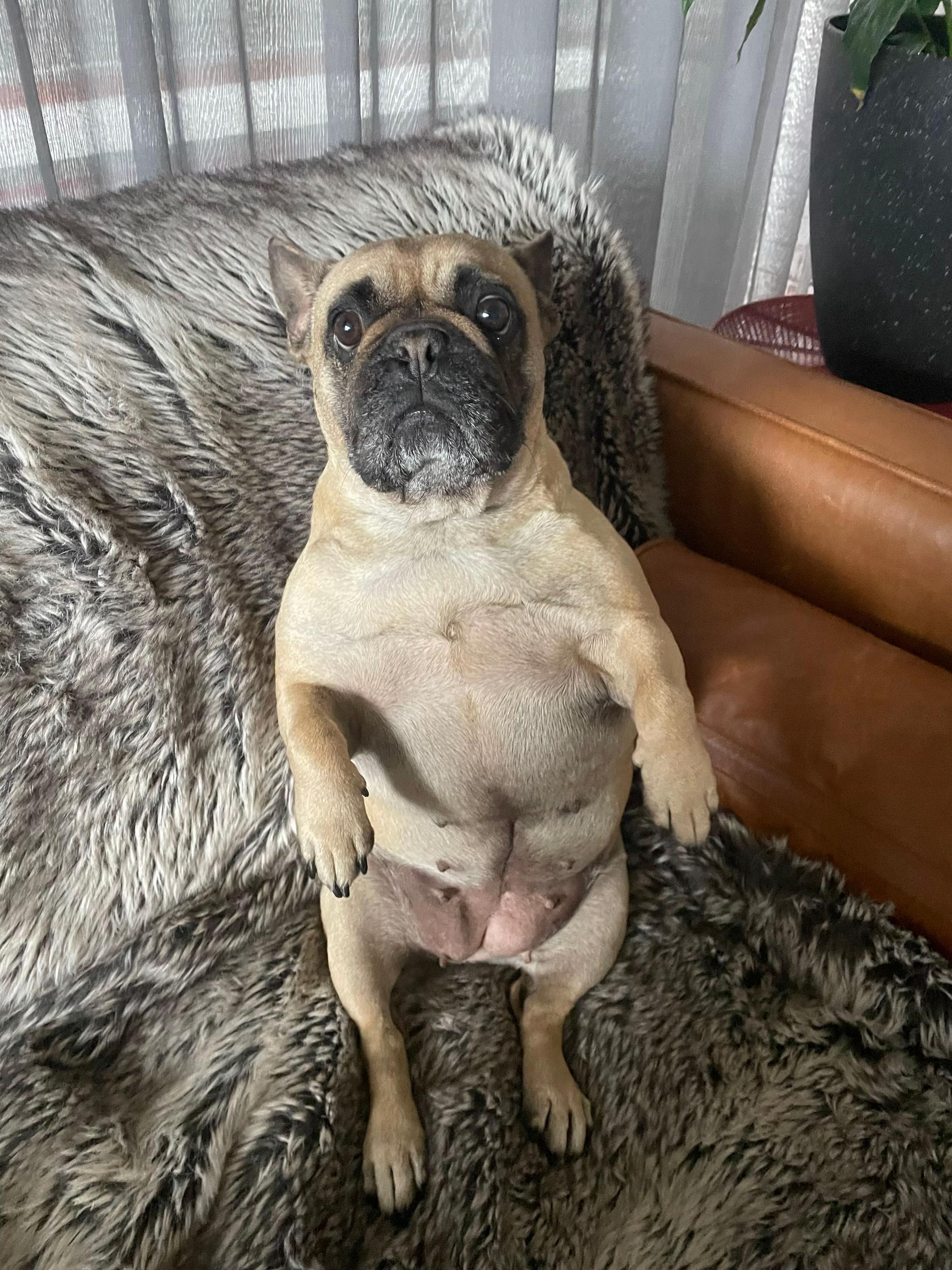 @Miss Lola the Frenchie