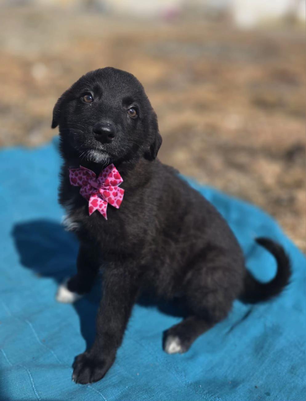 @Hundeherzkommando 🐾