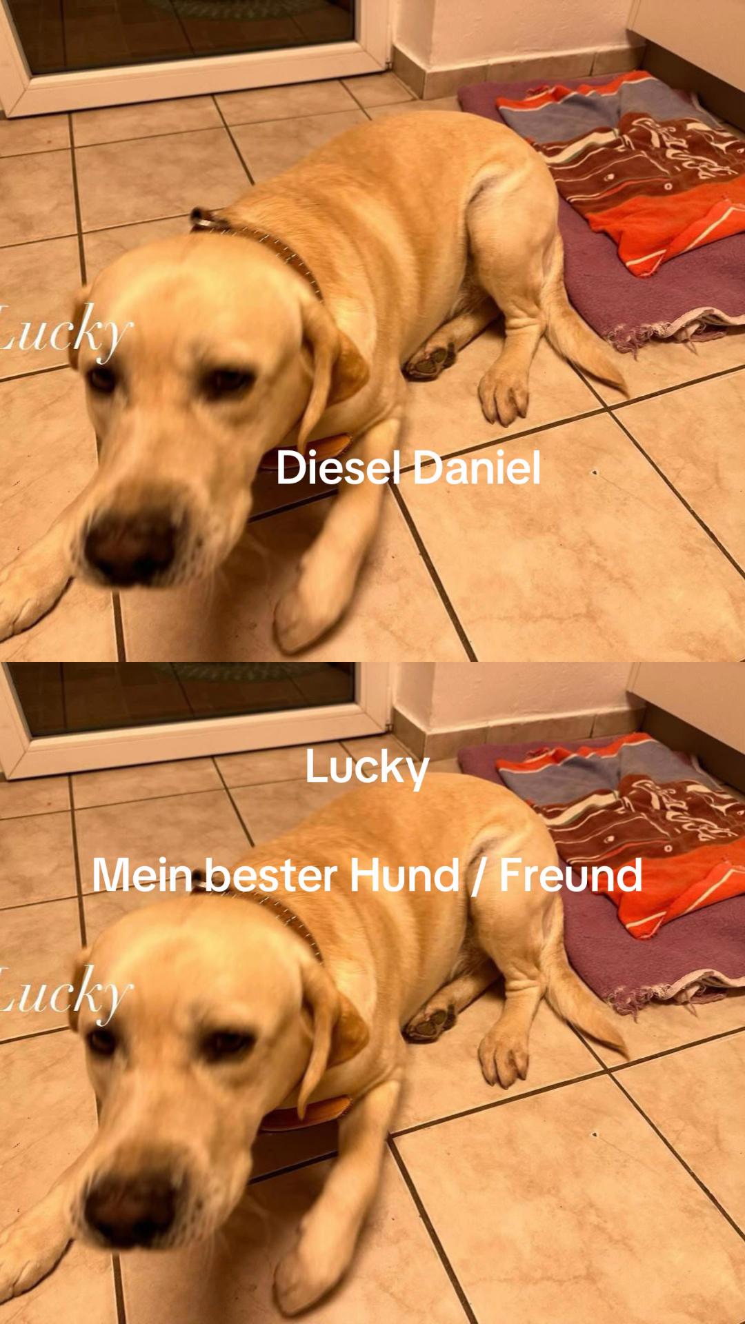@Diesel Daniel