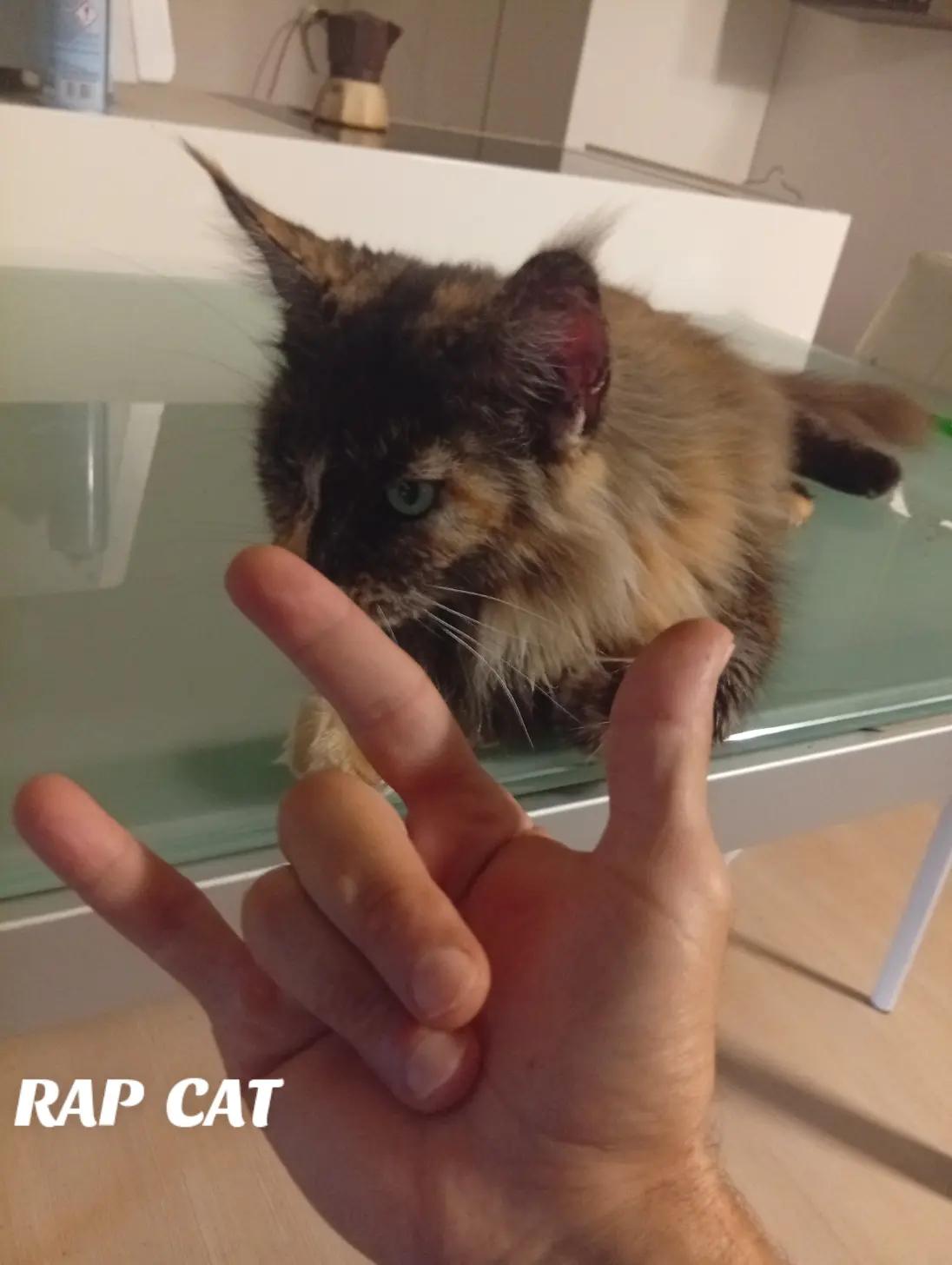 @RAP CAT
