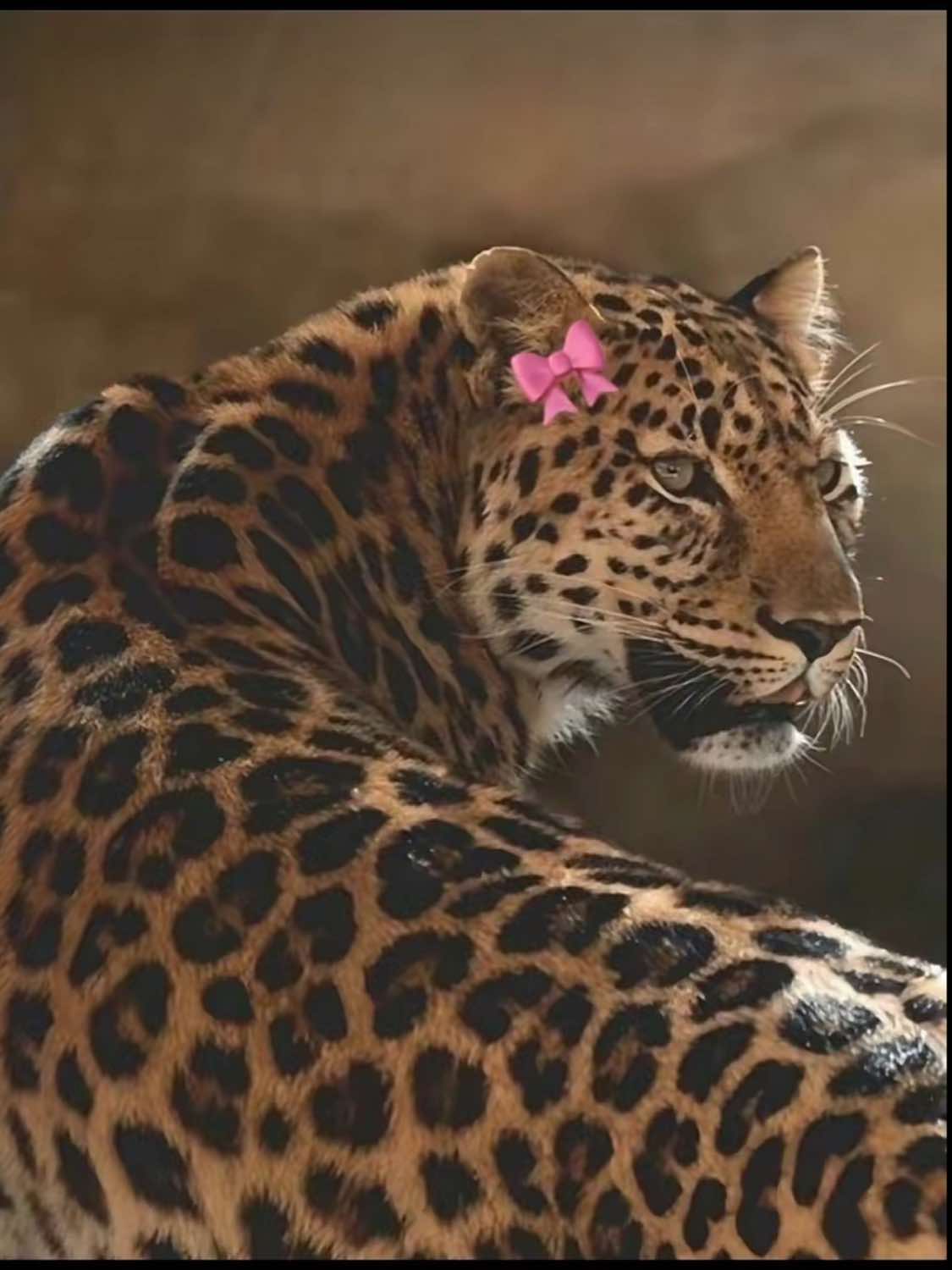 @Saãraã SH