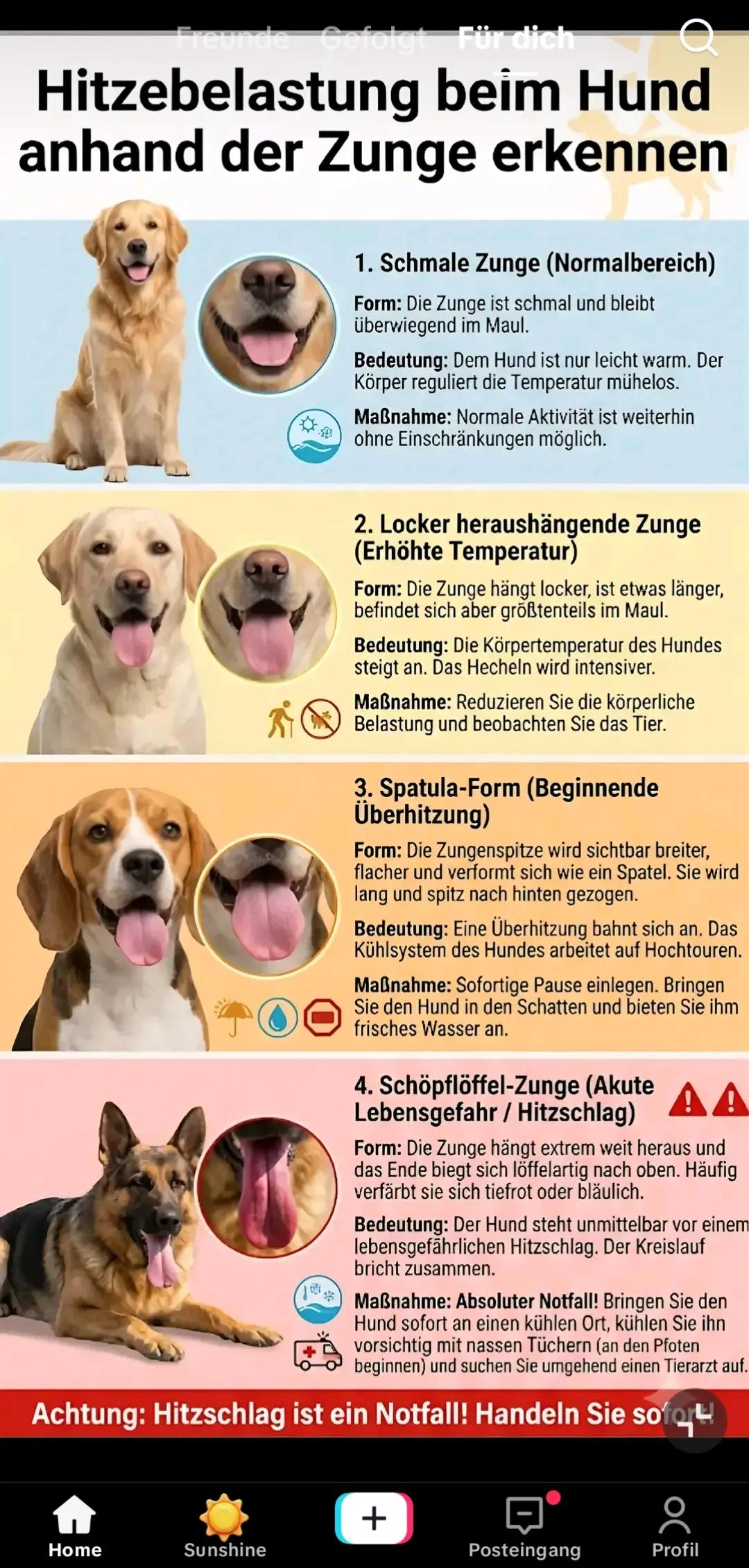 @King van de Hornhütte